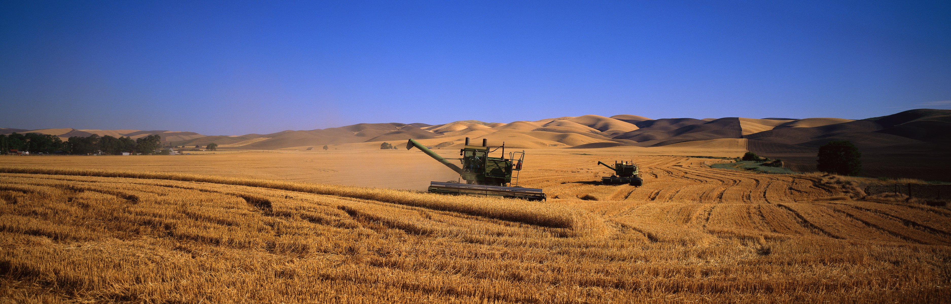 campo cosechadoras trigo