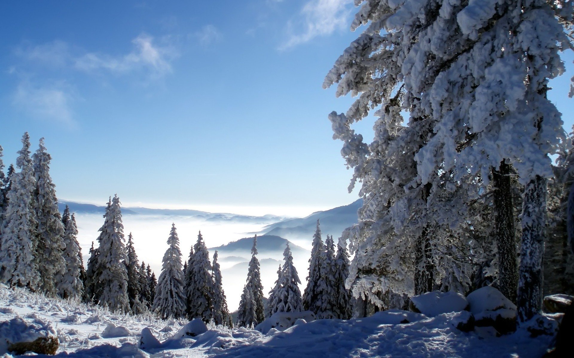 winter snow spruce