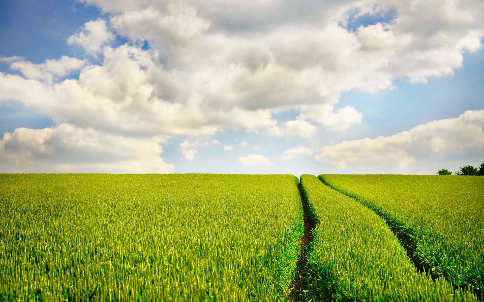 campo camino cielo huellas naturaleza foto con hierba campos de hierba paisajes