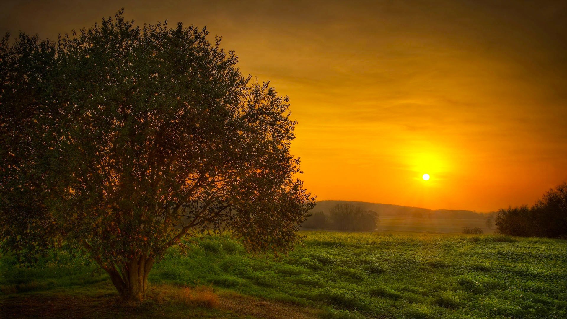 unset the field tree sky sun beauty