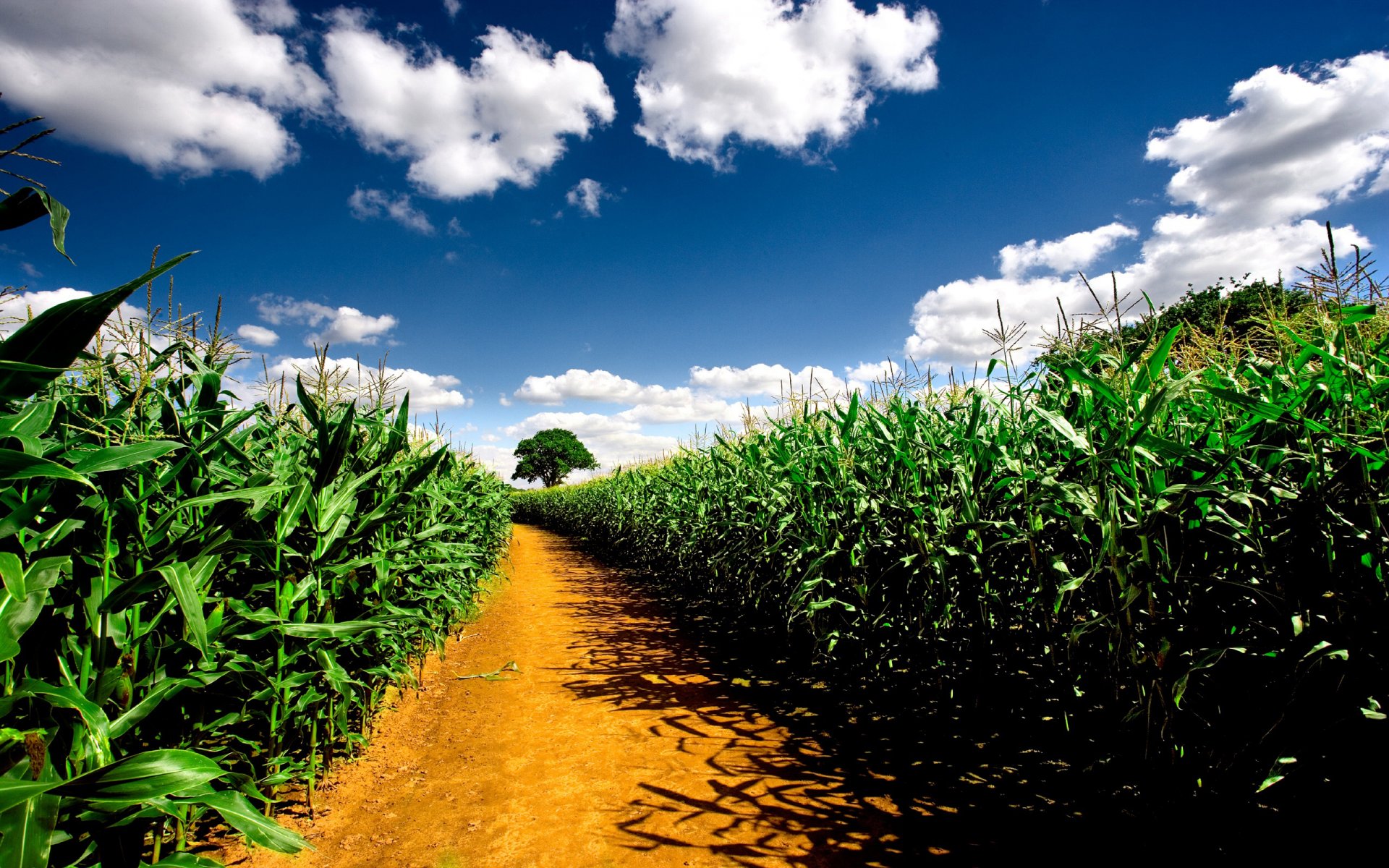 paesaggio natura strada campi di grano campo cielo piante percorso