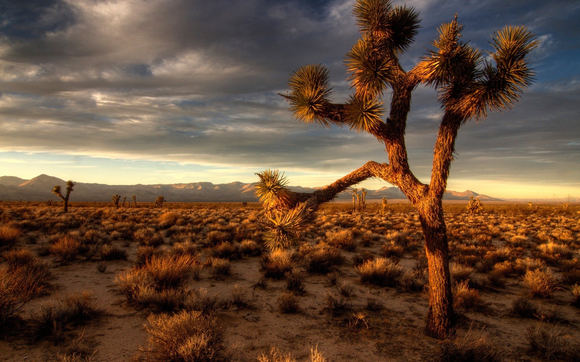 joshua tree широкоформатный дерево