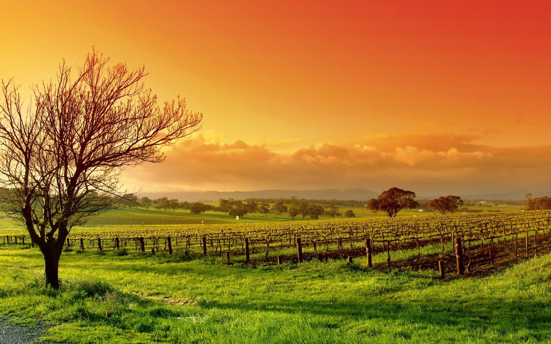 natur landschaft baum feld himmel wolken