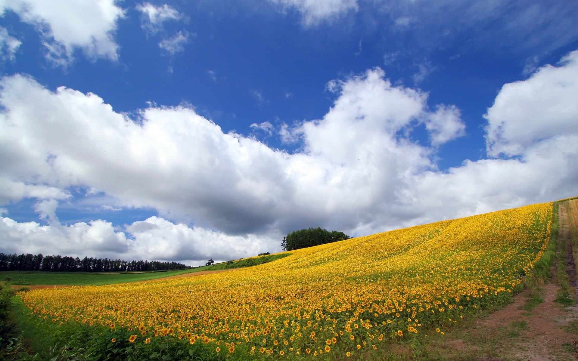 girasol cielo