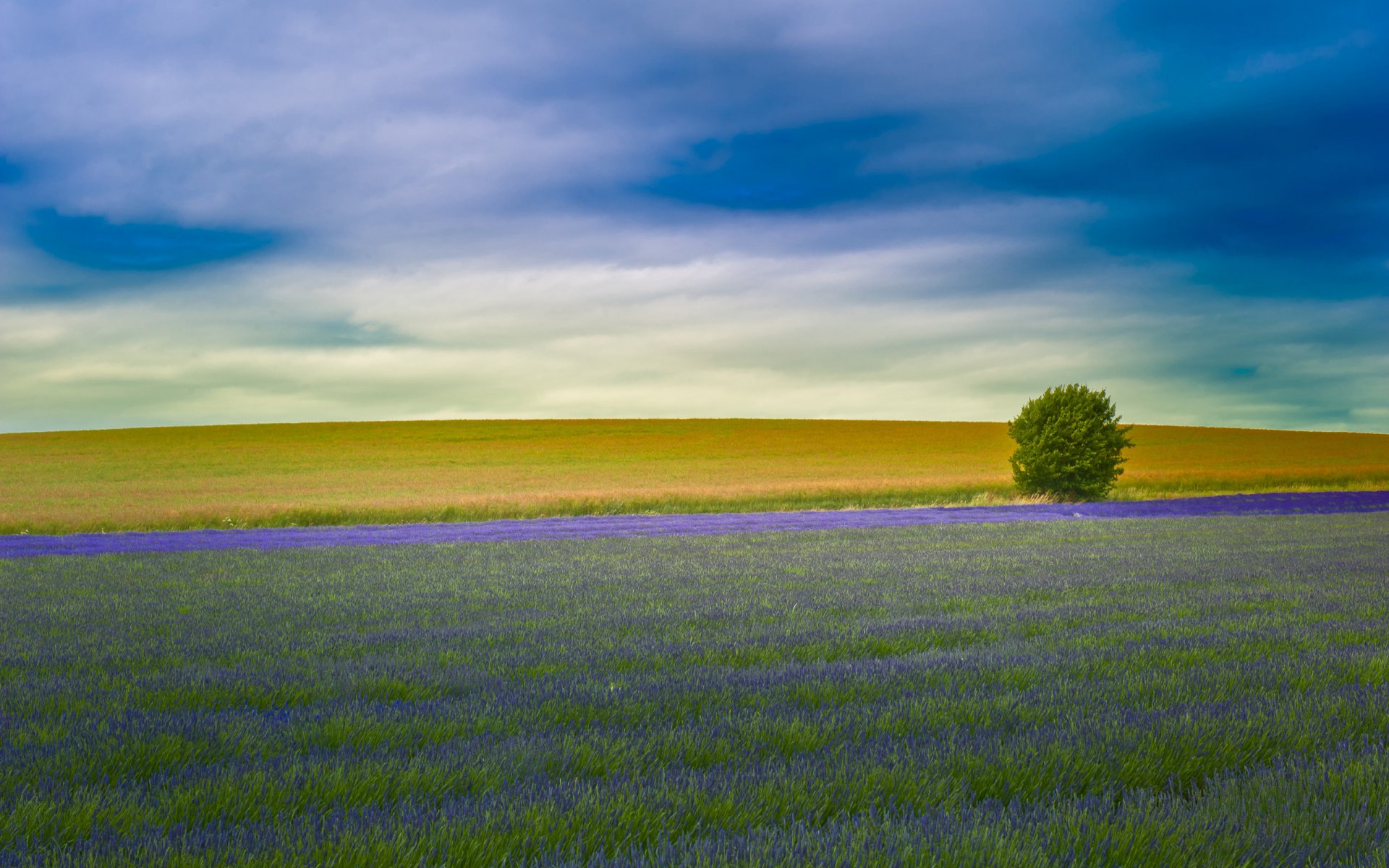 lavanda campo inghilterra