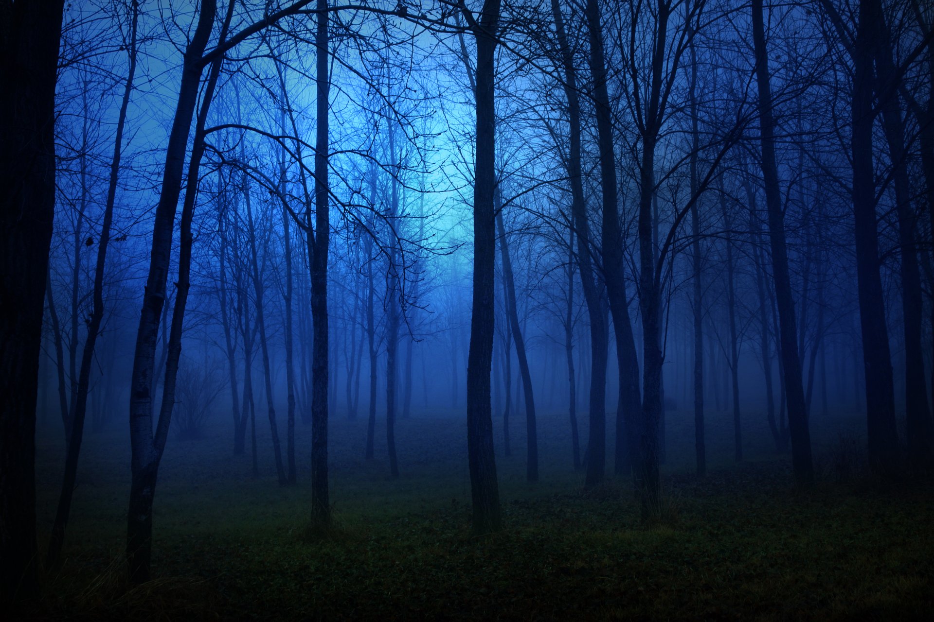 landschaft nacht wald bäume licht mond dunkelheit angst laternen