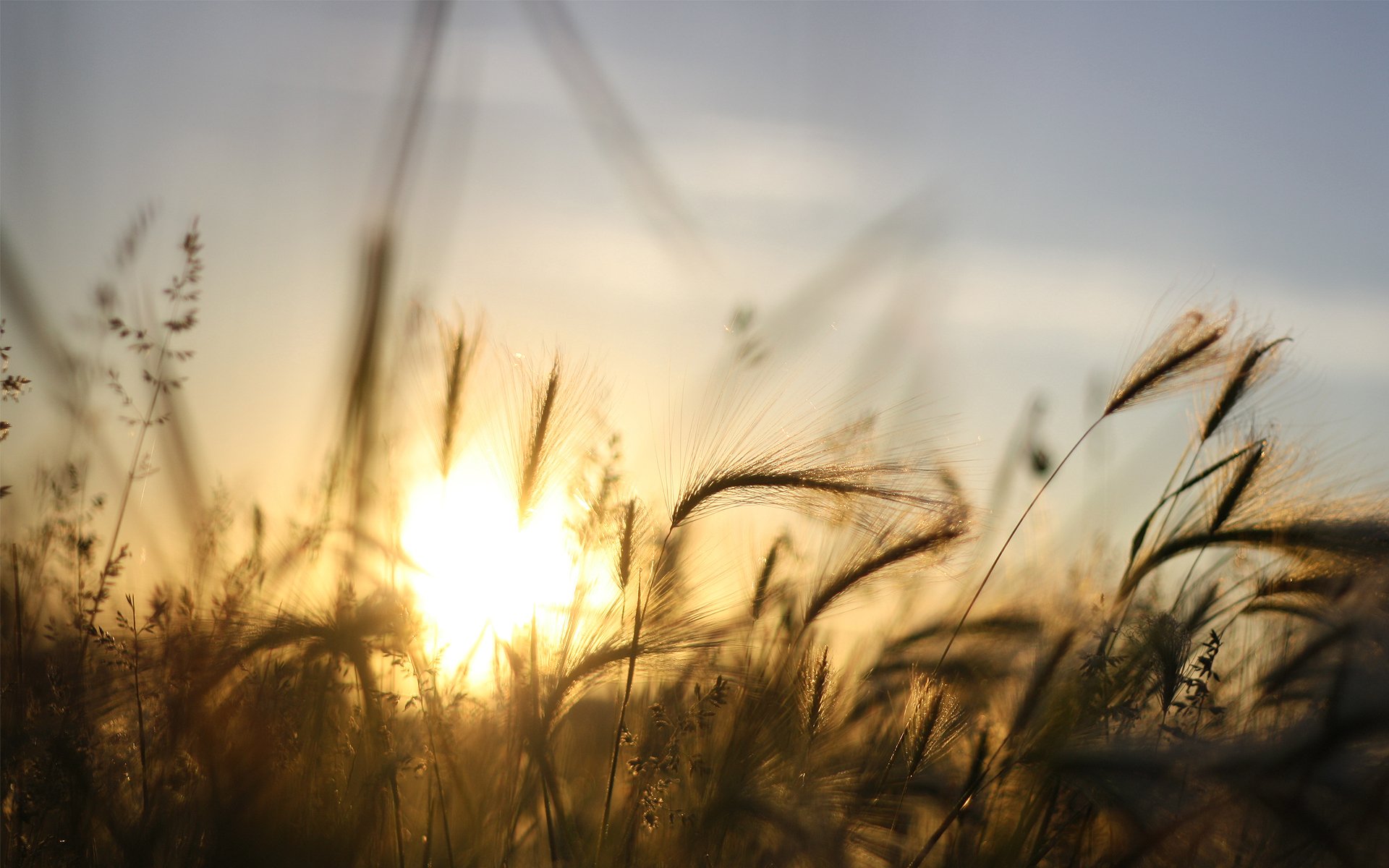 tramonto sole cielo raggi erba orzo