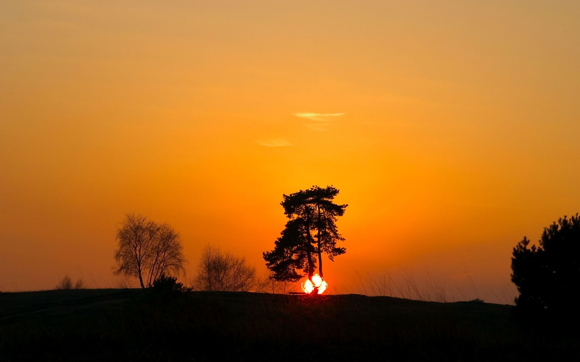 sonnenuntergang schatten baum