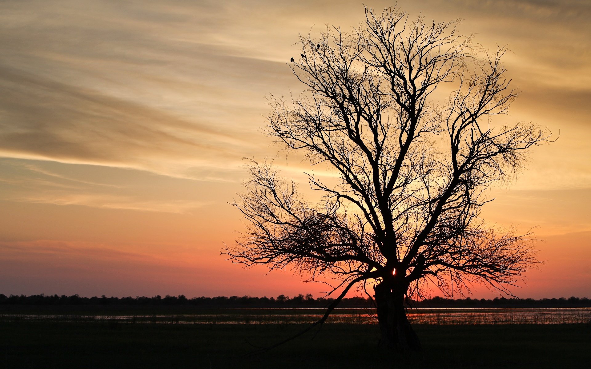 ramas árbol puesta de sol