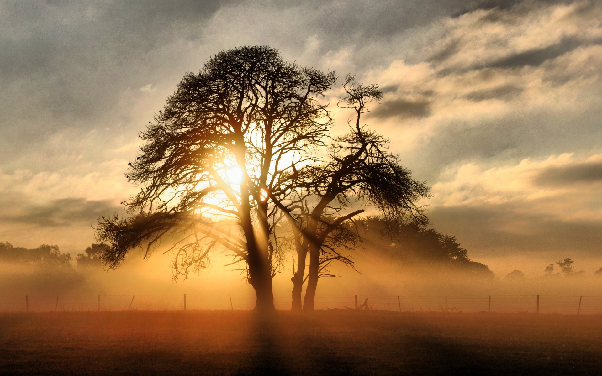 paisaje luz árbol sol rayos