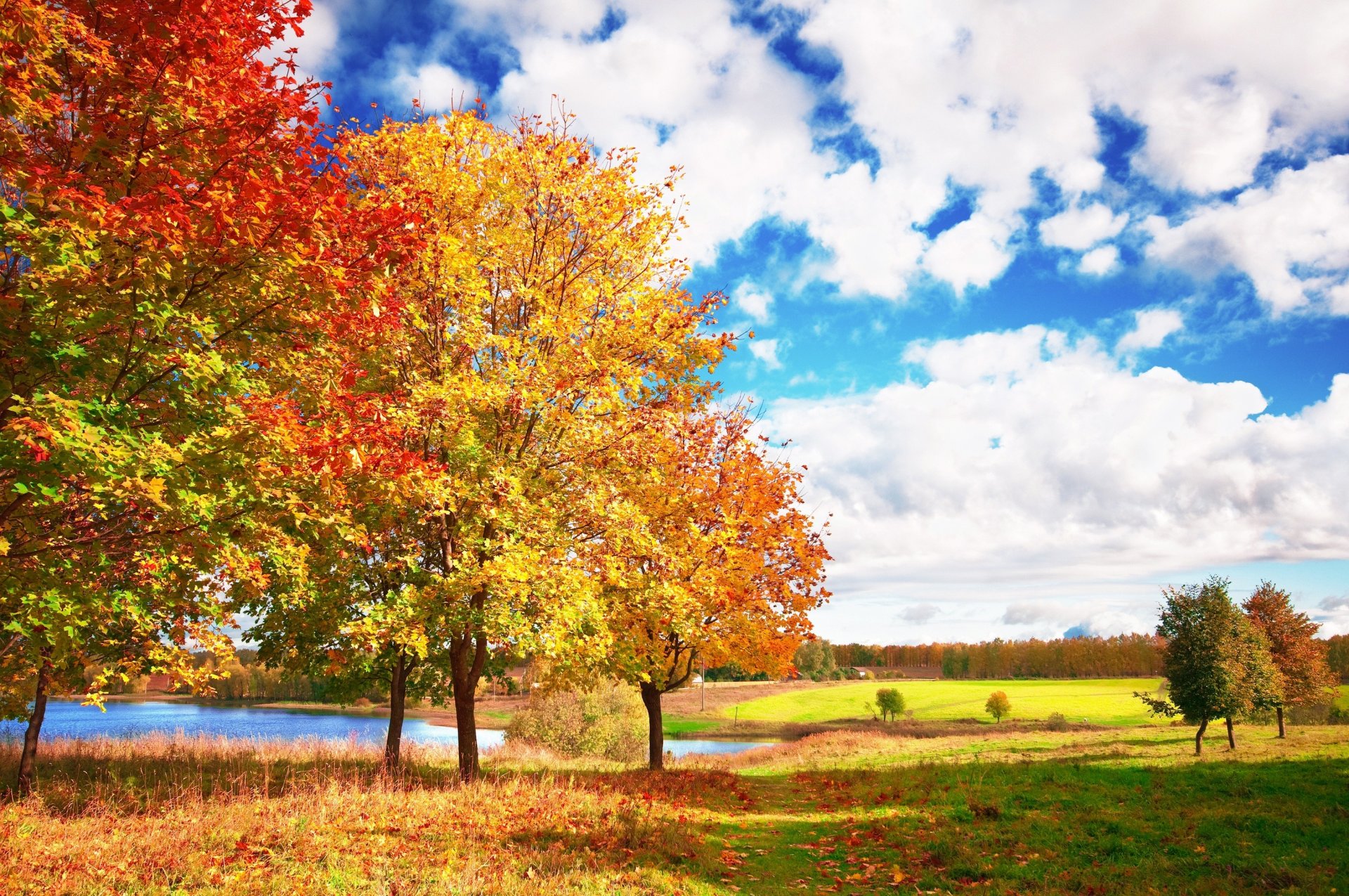 herbst hell bäume blau himmel wolken