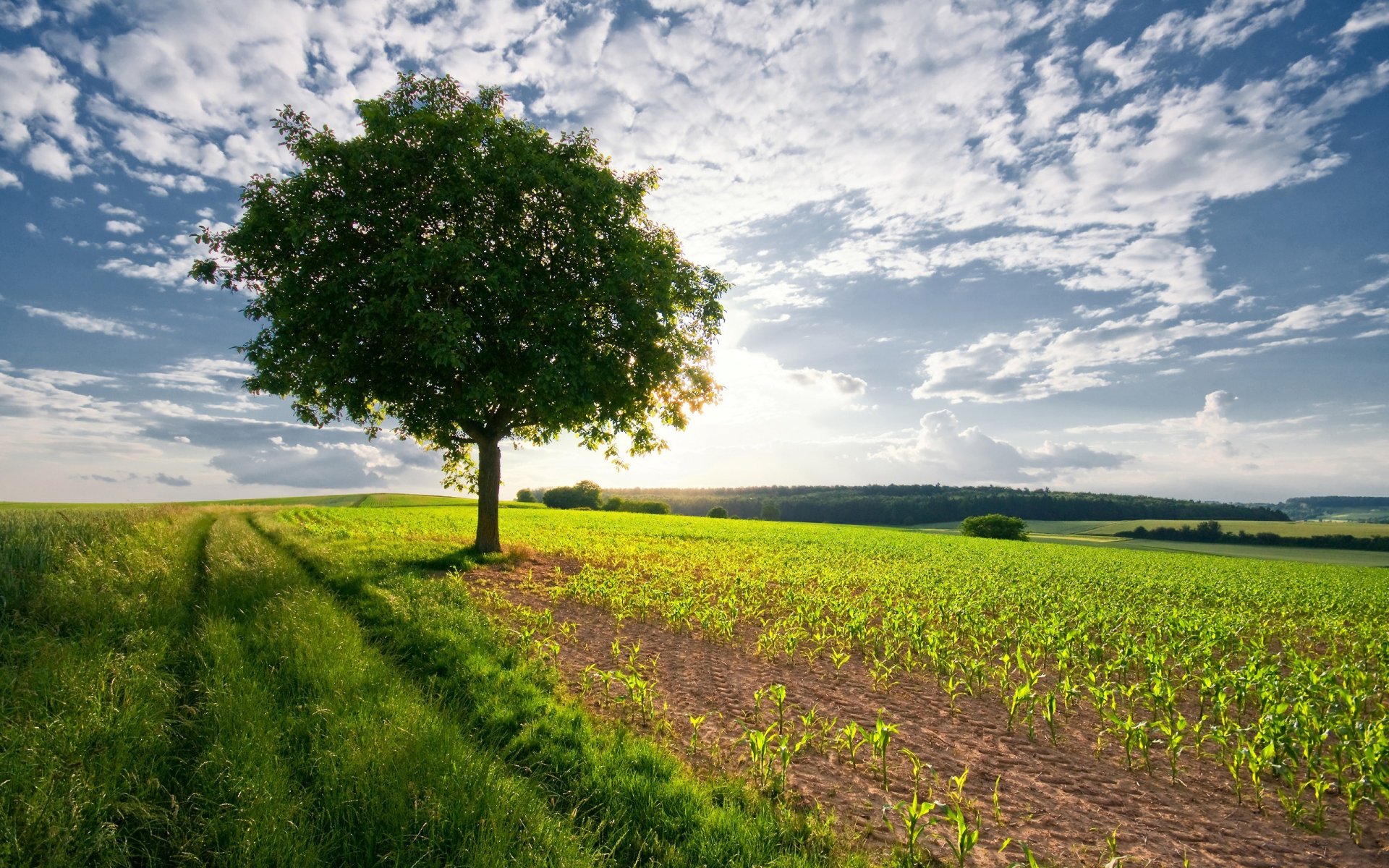 nature paysage arbre ciel