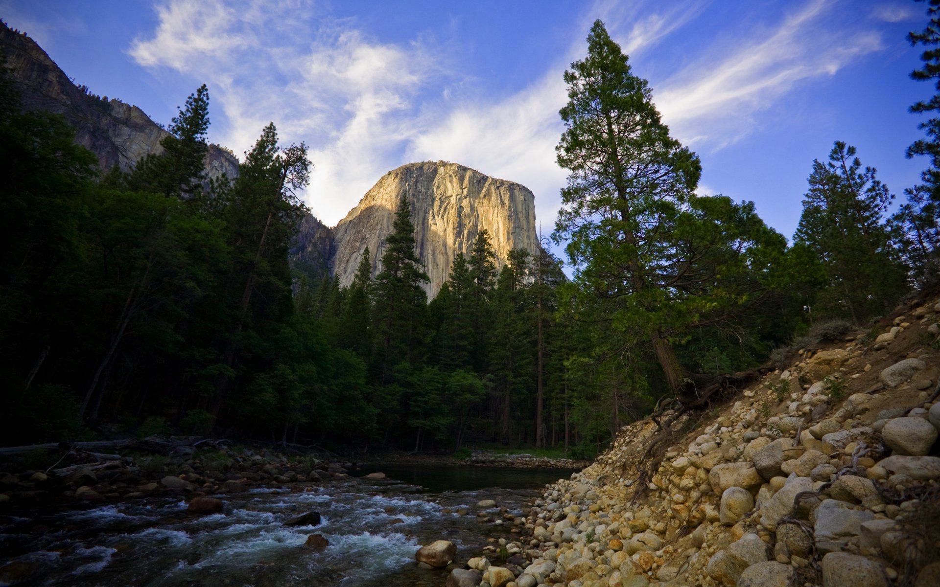 forest tree creek stones sky