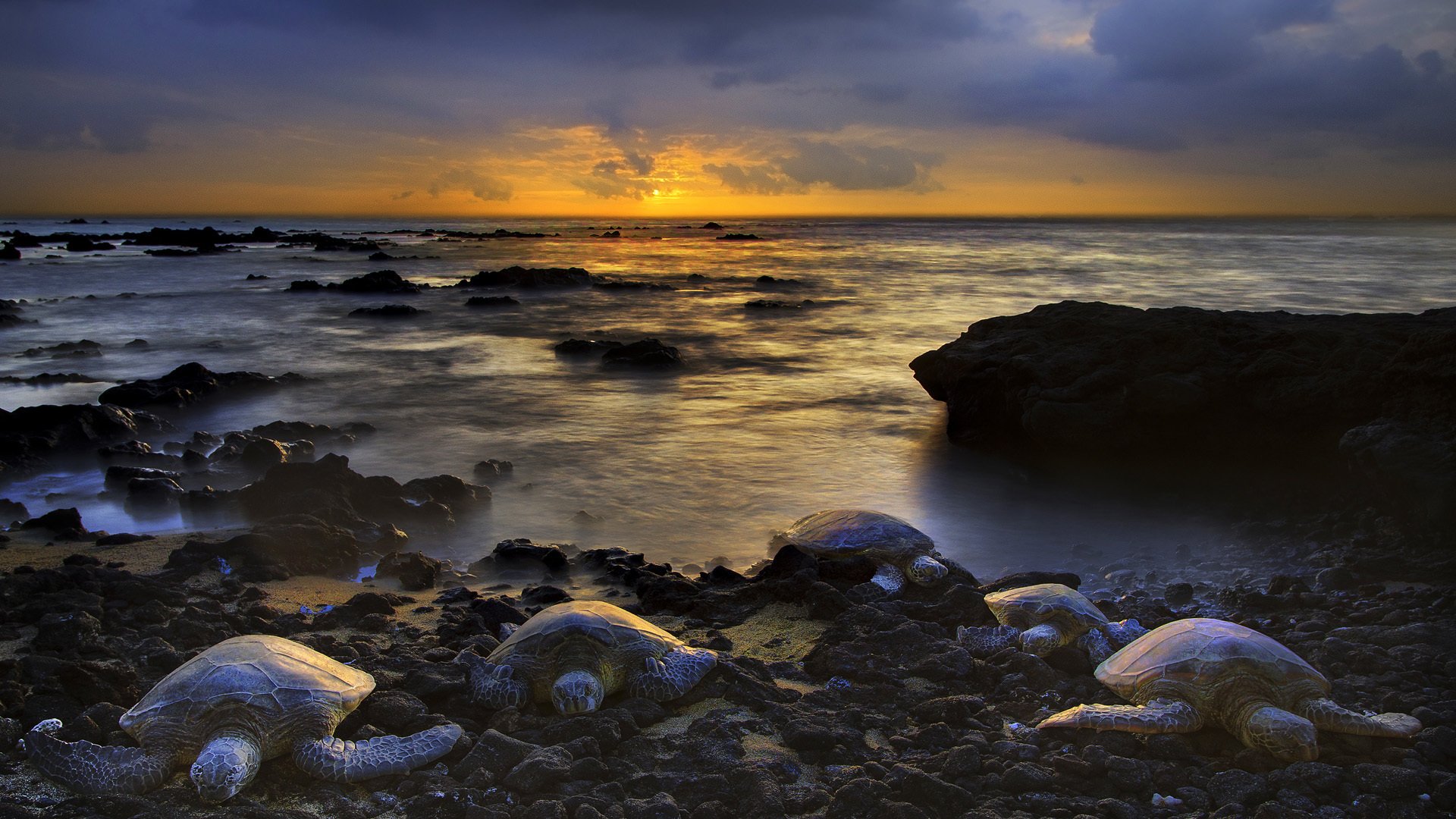 océan horizon ciel tortues