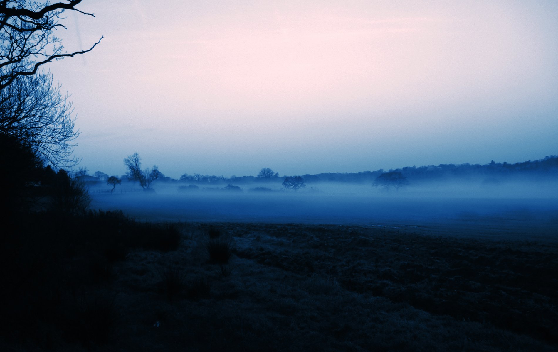 silhouette arbres ciel matin brouillard