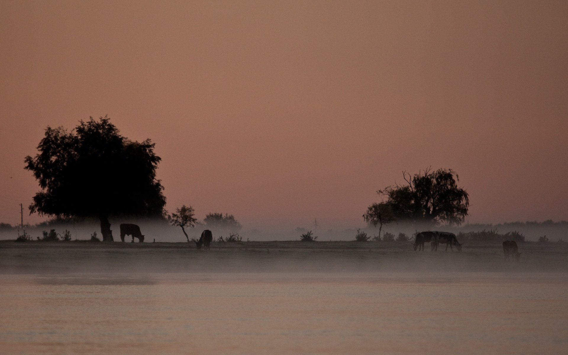 sergey compartir niebla río árboles paisaje