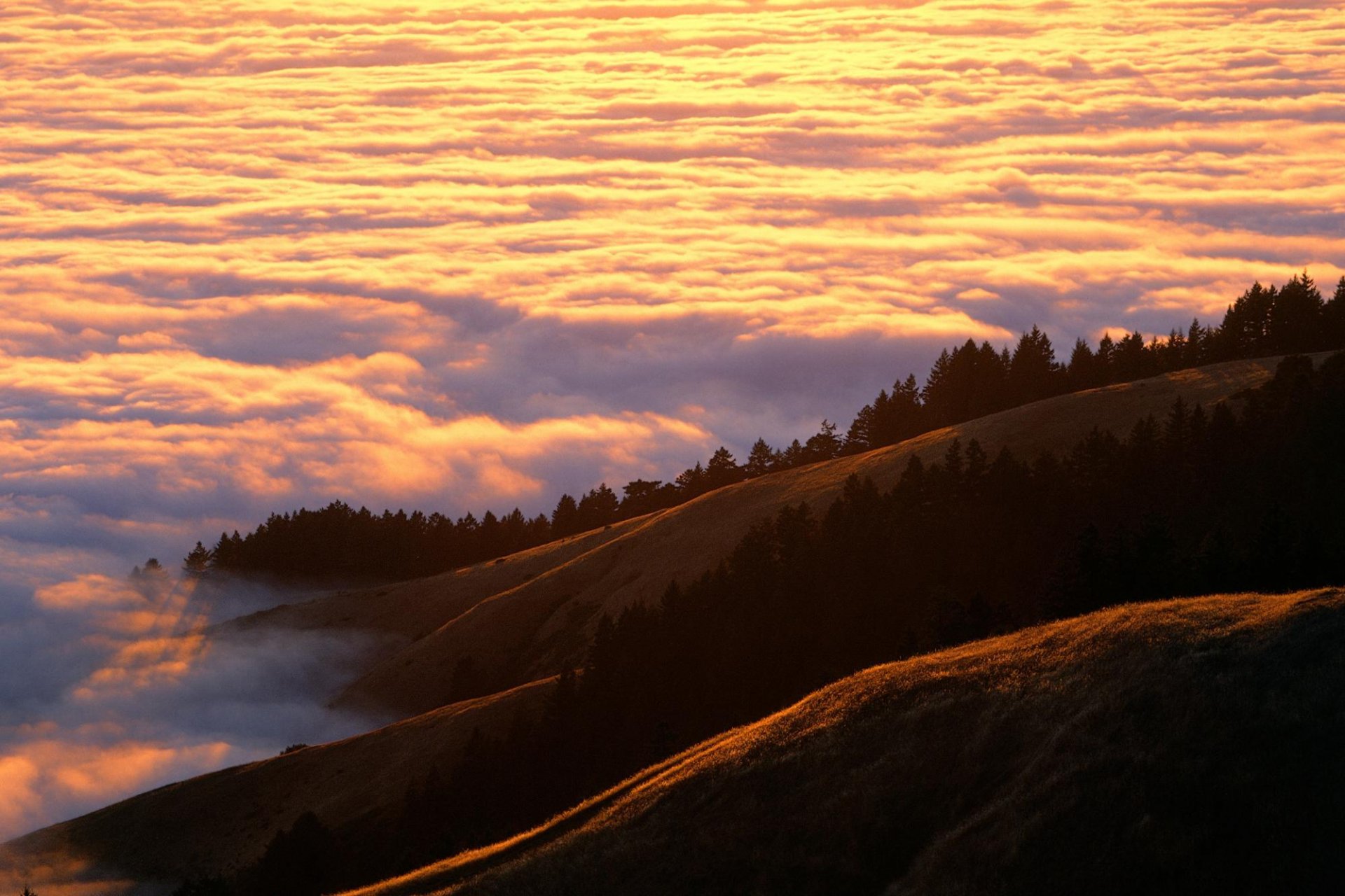 nebel felder hügel wälder himmel bäume