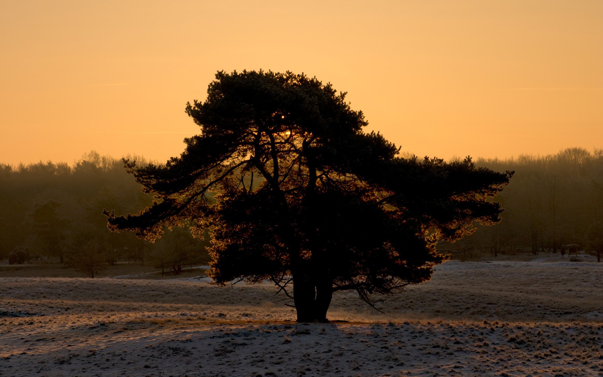 tree snow winter silhouette