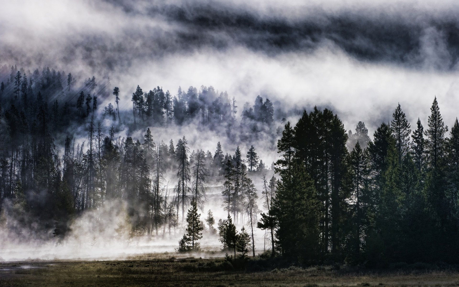 bosque cielo naturaleza