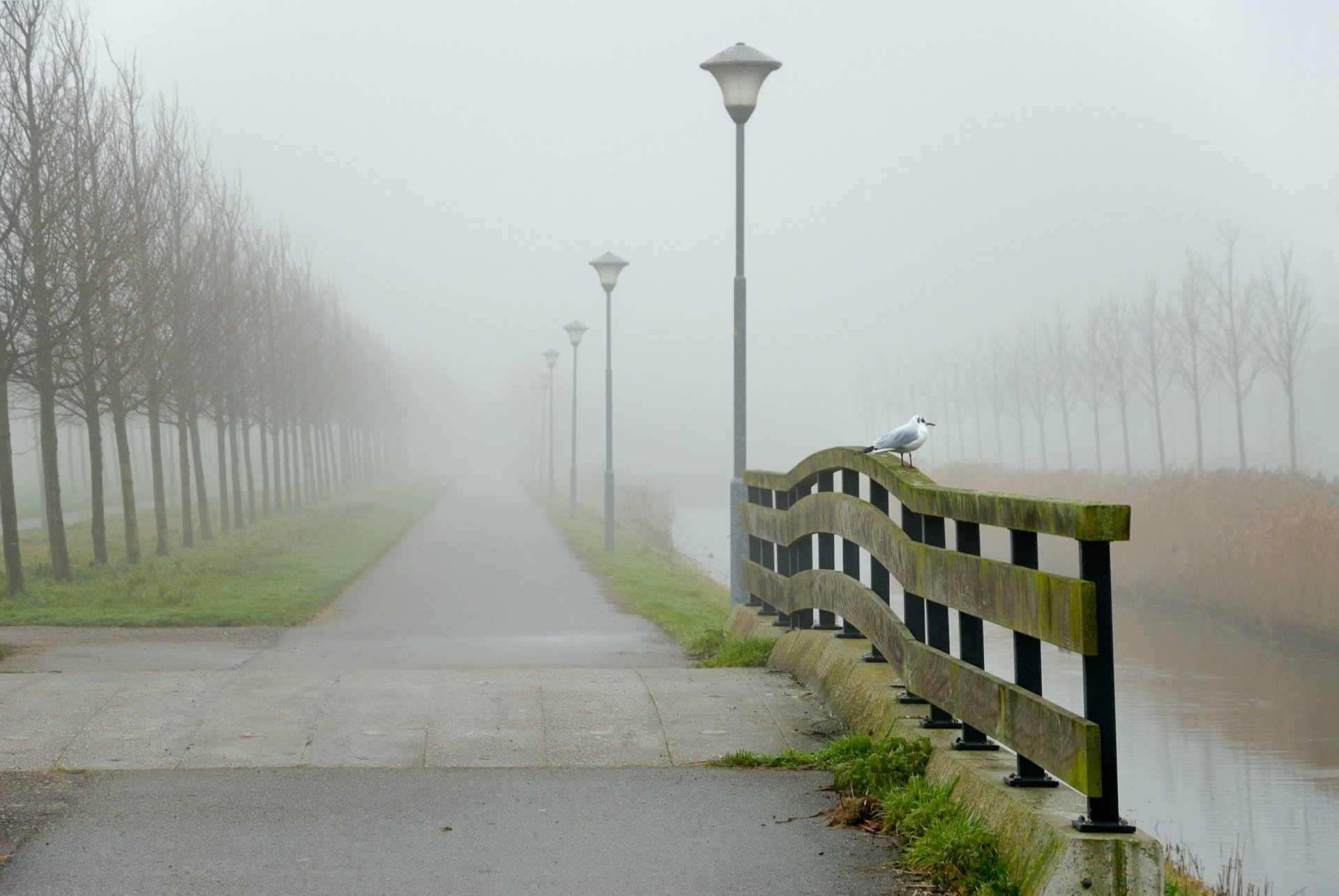 landscape poultry water road fog