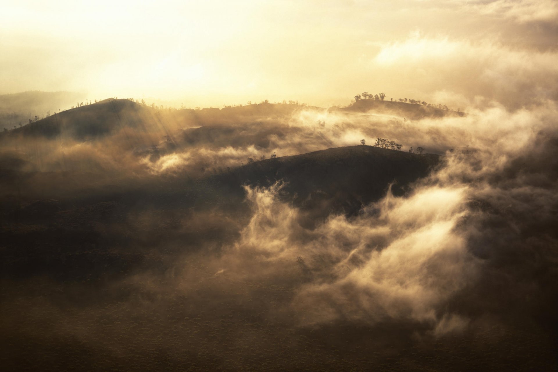 mountain tree low cloud