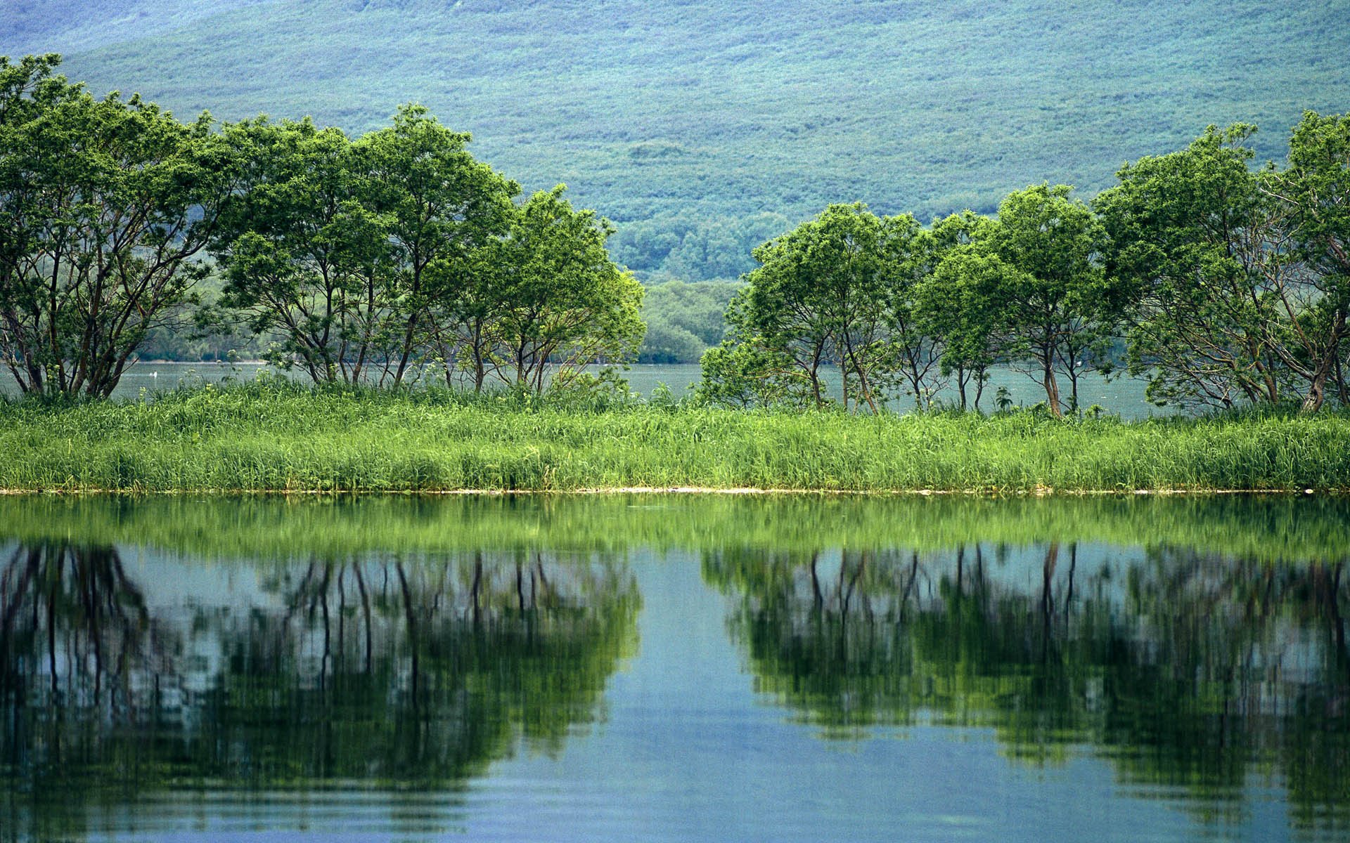 árboles estanque reflexión