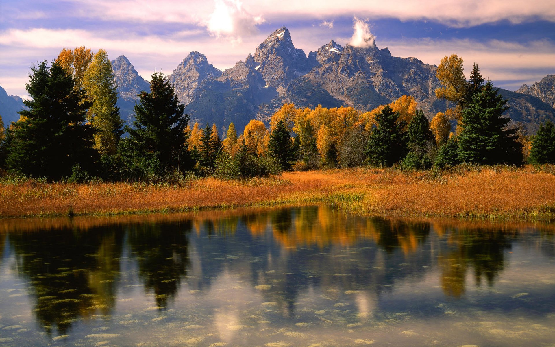 grass forest mountain purity