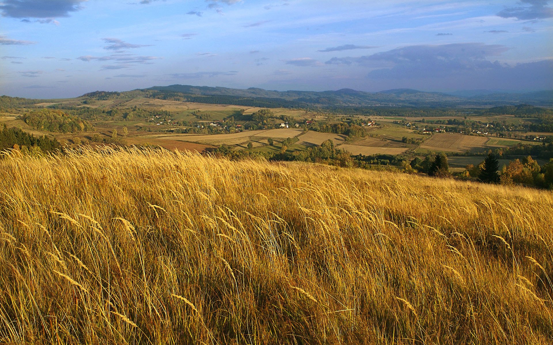 polen feld ohren