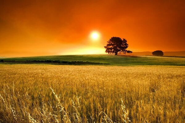 Ohren auf dem Feld. Sonne am Horizont