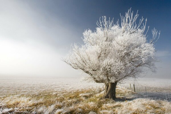 Piękny zimowy krajobraz drzewo w szronie