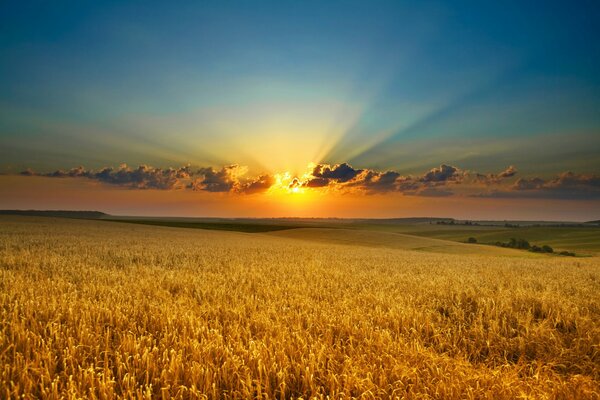 Puesta de sol dorada en un campo de trigo