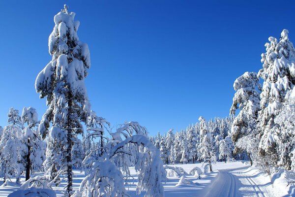 Forêt d hiver. Belle photo de la forêt terrestre dans la neige