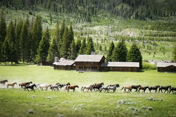 Running horses in nature in the mountains