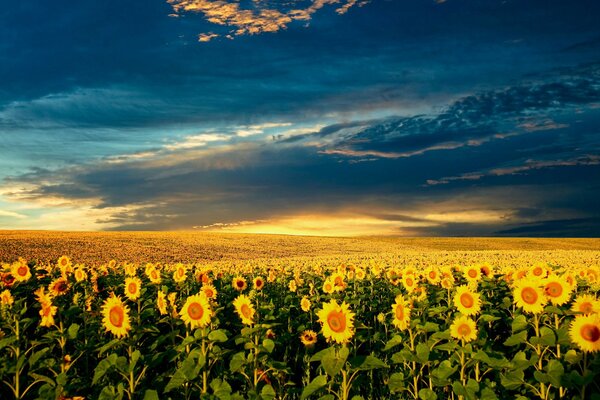 Naturaleza de verano la belleza de los girasoles