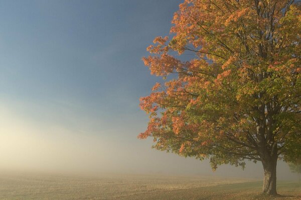 Landscape with a lonely autumn tree