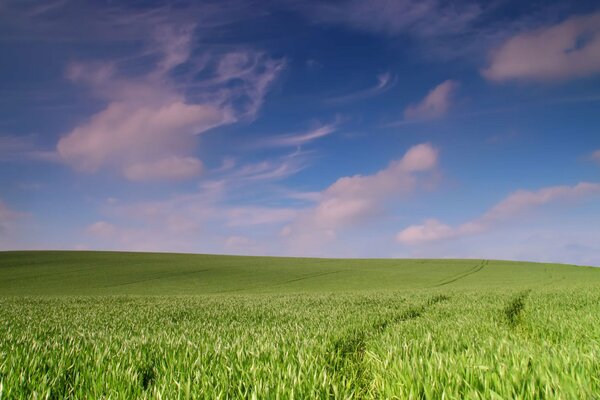 Schönes Feld mit ruhigem Himmel