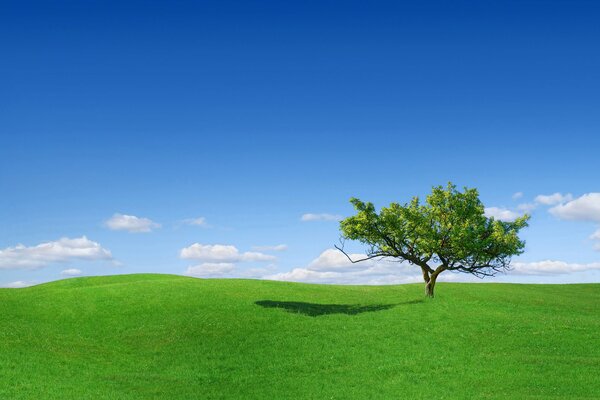 In una radura tra l erba c è un albero solitario