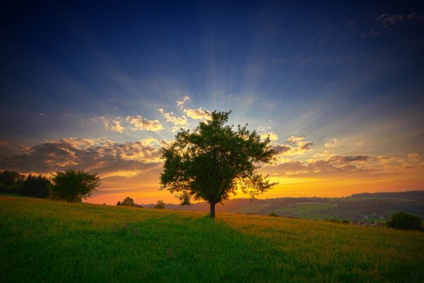 The dawn of a summer morning. the sun s rays penetrate through the branches of the tree