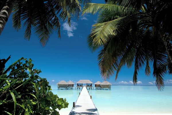 Bridge on the background of palm trees and the beach