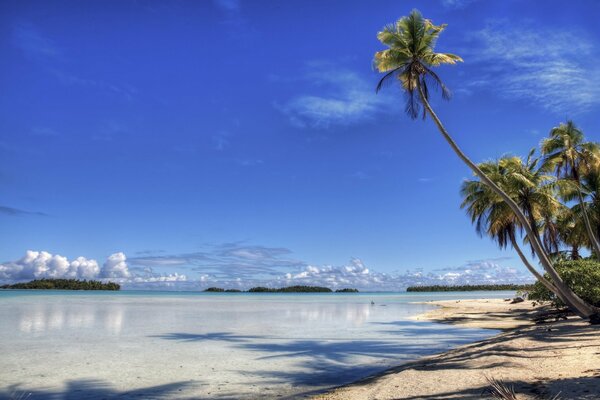 Palmeras en una isla desierta