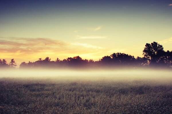 Paisaje de la mañana en el campo de la niebla en el fondo de los árboles