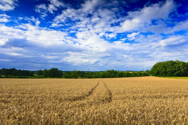Следы в поле пшеницы уходящие в даль