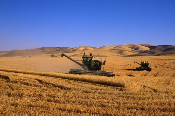 Cosechadoras van trigo en el campo