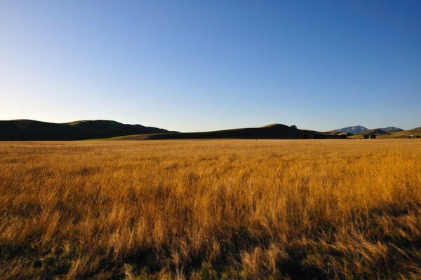 Campo di grano sullo sfondo delle montagne