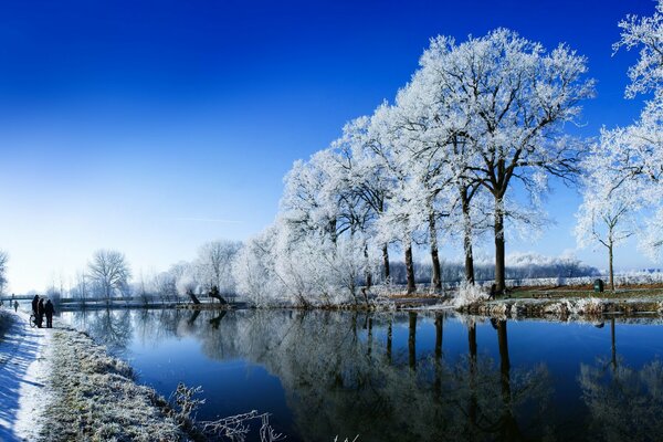 Winterbäume wachsen entlang des Flusses im Freien