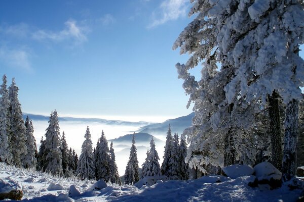 Winter landscape in the spruce forest