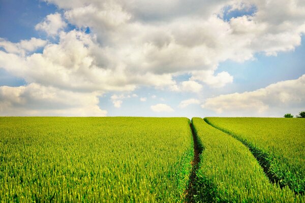 Campo verde y cielo azul con nubes