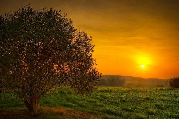 To meet the sunset in the field is a special pleasure