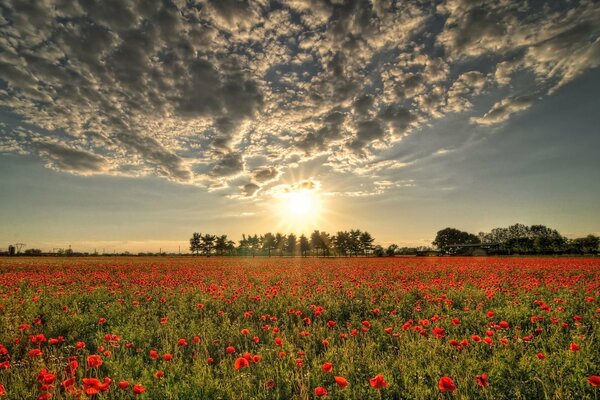 Soleil couchant sur le champ de pavot