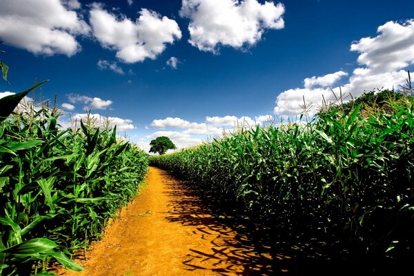 Дорога пролегает через кукурузное поле